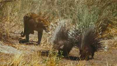 Cornered, the porcupines
first rattle out a warning. - The Secret Lives of Animals