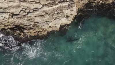 Cornered, the seals keep close
to the jagged cliffs. - Planet Earth III