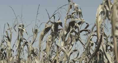 (cornstalks rustle) - Dark Night of the Scarecrow 2