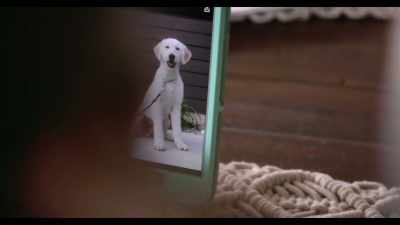 Corrine, that's your doggy.
Rory, that's such a cool name. - Dogs