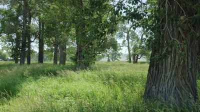 Cottonwood trees depend
on flooding for regeneration. - Epic Yellowstone