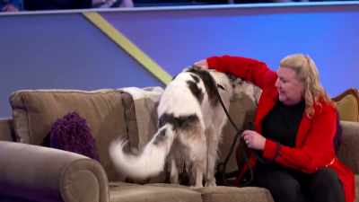 Couch Potato may be one
of the more difficult divisions - 2022 American Rescue Dog Show
