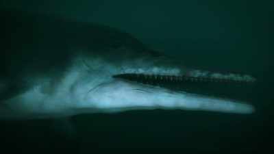 Could this be a completely
new species of ichthyosaur? - Attenborough and the Sea Dragon