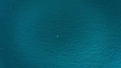 Could this be the opportunity
for one endangered sea creature - The Year Earth Changed