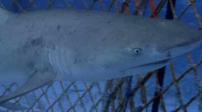 Could it be the same for sharks? - Shark Attack Files