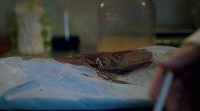 - Could you maybe check with me - Shangri-La: Near Extinction