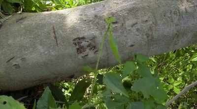 Couldn't ask
for a better marker, - Lost Gold of World War II