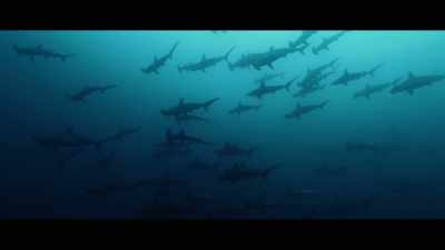 Countless species journeyed across
the Atlantic Ocean - Seaspiracy