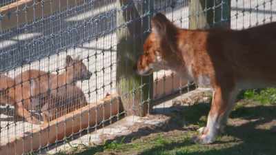 Courtney: The pups' reaction
is exactly - Secrets of the Zoo