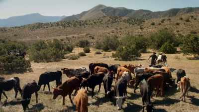 [COW BELLOWING] - Elkhorn