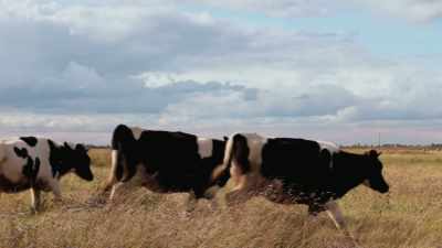 - [cow bells clanking]
- [mooing] - Kurt Vonnegut: Unstuck in Time