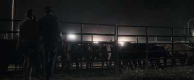 (cow mooing) - Roped