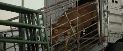 (cow mooing) - Roped