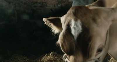 [COW MOOS] - The Guernsey Literary and Potato Peel Pie Society