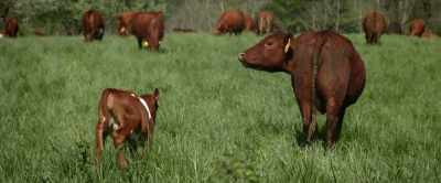 [cow moos] - Kelce