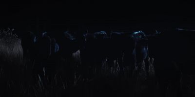 (COWS LOWING) - Yellowstone