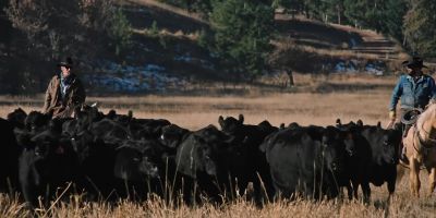 (COWS LOWING) - Yellowstone