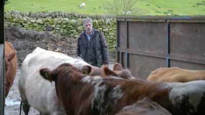 COWS MOO - Our Yorkshire Farm