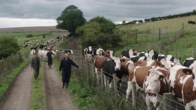 [cows mooing] - Vera