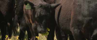 [cows mooing] - Black Beauty