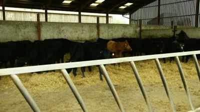[cows mooing] - Tractor Ted