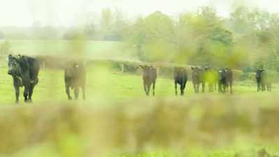 [cows mooing] - Tractor Ted