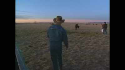 [cows mooing] - Lorena