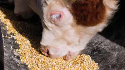 [cows mooing] - The Magic Pill