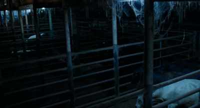 [cows mooing] - Bones and All