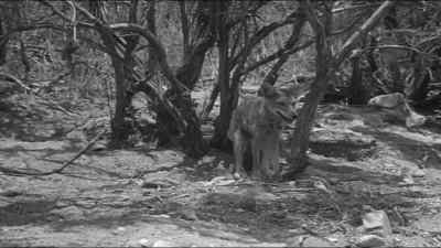 Coyotes, - The Beast of Yucca Flats