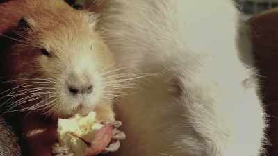 Coypu, and on and on. - Ambient Swim