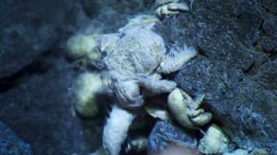 Crabs consume the bacterial mats - Blue Planet II