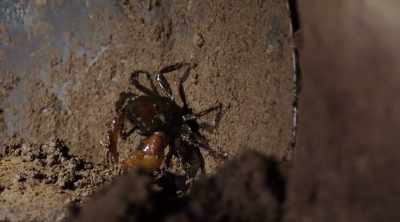 ‐ Crabs kinda like
to hang out in void spaces, - Lost Gold of World War II