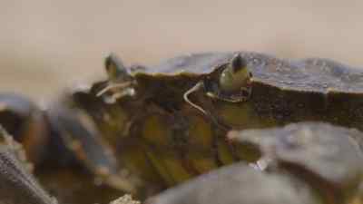 Crabs. - Prehistoric Planet