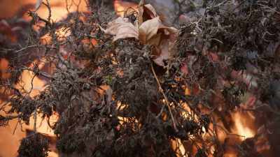 (crackling fades out) - Trees and Other Entanglements