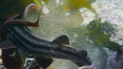 CRAIG: After spending so much time
with this animal, - Blue Planet II