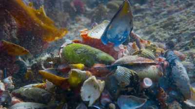 CRAIG: It lifted its arms and legs, - Blue Planet II