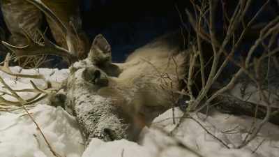 Creator blessed
us with a caribou. - Life Below Zero: First Alaskans