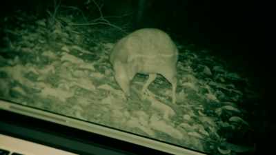 CREATURES ARE COMING TO
THE WATER'S EDGE, - Expedition Mungo