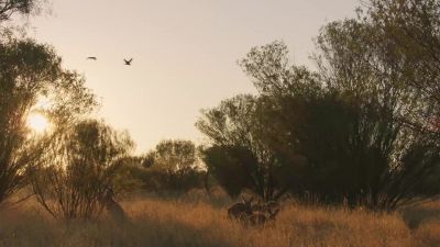 Creatures like the red kangaroo have evolved over - Hostile Planet