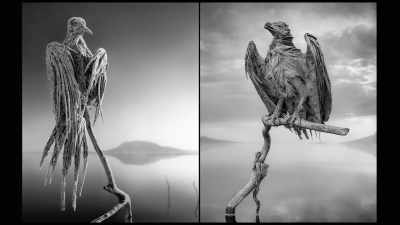 - Creatures that
perish in Lake Natron - The UnBelievable with Dan Aykroyd