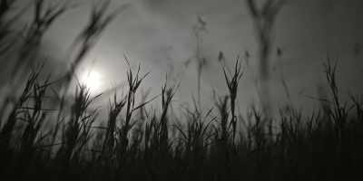 [crickets chirping] - Under the Banner of Heaven