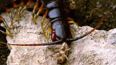 Crickets, - Absurd Planet