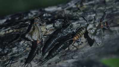 Crinkled membranes
must uncurl and dry. - Epic Yellowstone