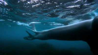 [Cristina Mittermeier]
I don't feel threatened - Photographer