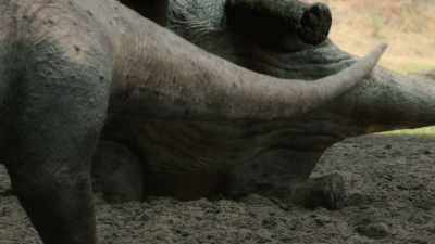- [croaking]
- [bellowing, grunting] - Prehistoric Planet