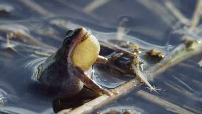 [croaking and chirping] - Epic Yellowstone