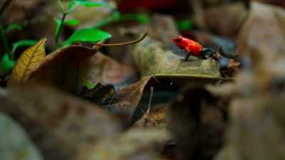 [croaking continues] - Tiny World
