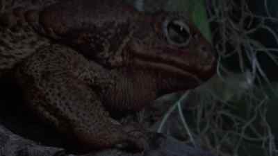 [ croaking ] - Frogs