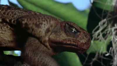 [ croaking ] - Frogs